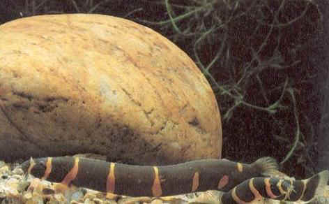 #Tungelroysebeek #exotisch