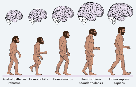 #Kweekhersens = #mooiwoord - homo reagens