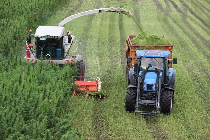 #Natuurgewiet = #mooiwoord voor #wiet in #natuurgebied