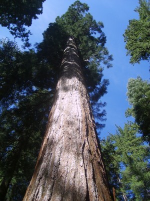 #Kustmammoetboom = #mooiwoord - #sequoia